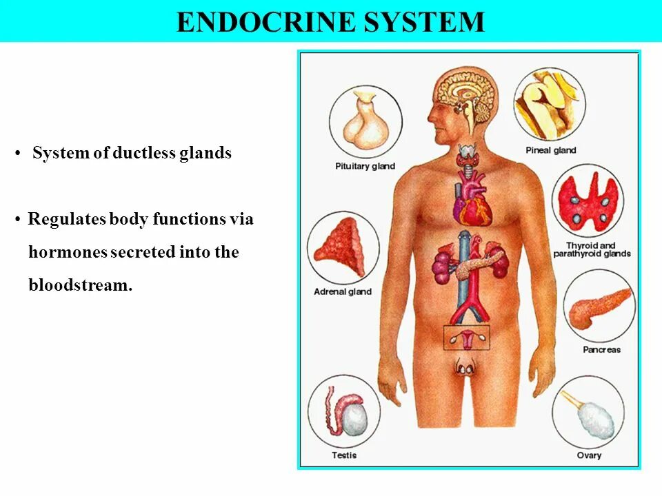 Bodily functions