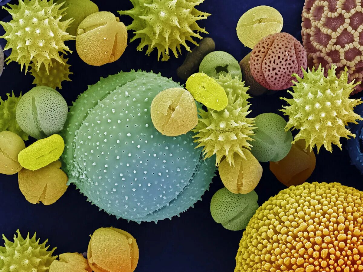 Микробио. Пыльцевые зерна под микроскопом. Пыльца цветковых растений под микроскопом. Пыльца покрытосеменных под микроскопом. Пыльца микроскопия палинология.