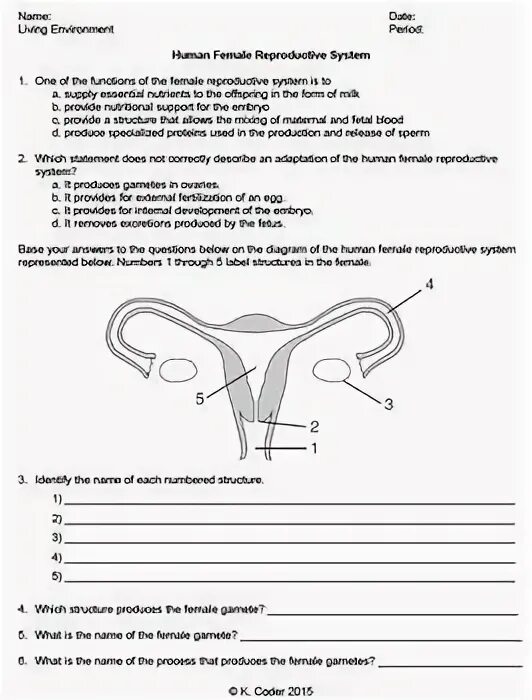 Тест репродуктивная система 8 класс. Male and female Worksheet.