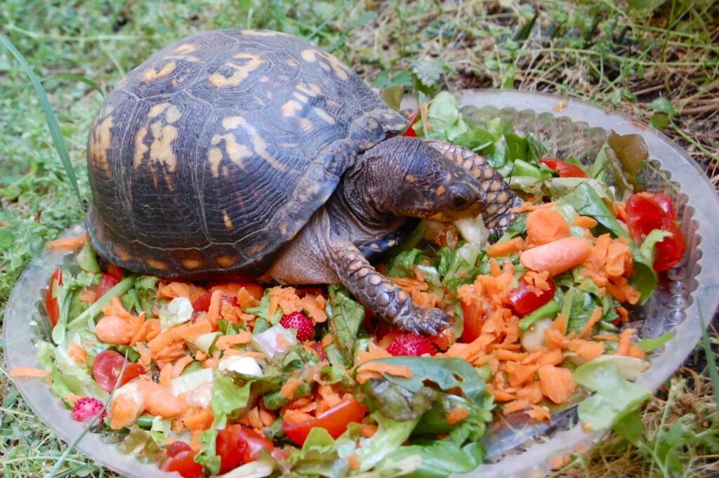 Красноухая Болотная черепаха. Что кушают черепахи. Сухопутная черепаха. Черепаха домашняя. Черепахи примет
