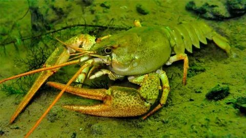 Рак водоем