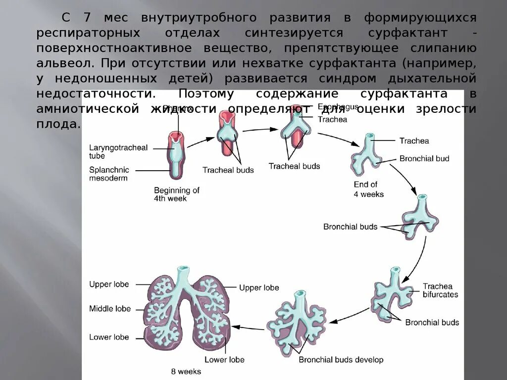 Стадии развития легких. Эмбриональные источники развития дыхательной системы. Формирование дыхательной системы у эмбриона. Развитие дыхательной системы гистология. Источники развития дыхательной системы гистология.