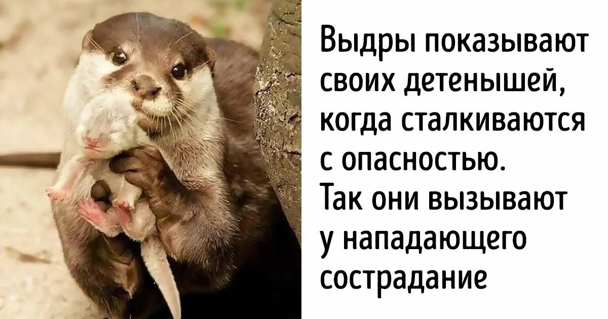 Выдра в момент опасности показывает. Выдра показывает детеныша. выдры показывают своих детенышей. выдра показывает своего детеныша в момент опасности. выдра в опасности.