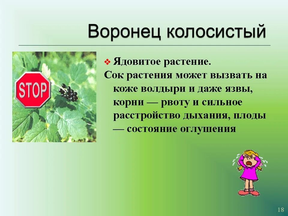 Проект о лесных опасностях второй класс. Опасные растения для человека. ядовитые растения. проект на тему ядовитые растения. воронец колосистый ядовитое растение.