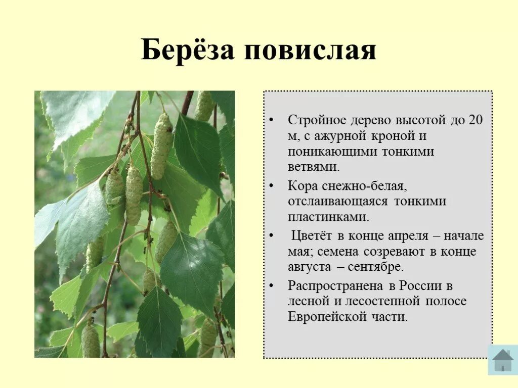 Описание березового листа 6 класс. Береза для детей. Доклад про березу. Доклад про березу. Береза описание для детей.
