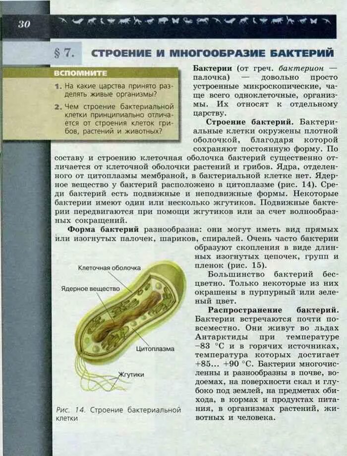 Биология, 5-6 класс, Пасечник в.в., Суматохин с.в., 2012.. Строение бактерии 5 класс биология учебник Пасечник. Строение бактерии 5 класс Пасечник. Строение бактерии учебник биологии. Биология 6 класс учебник пасечник 22 параграф