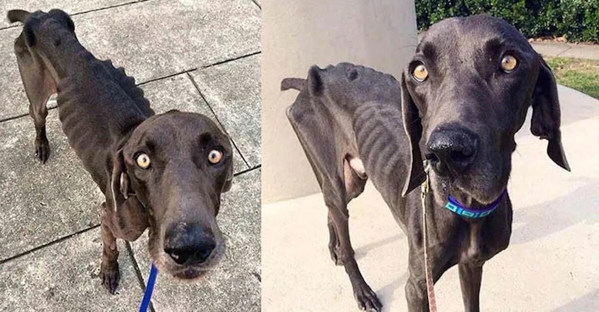 Starving Dog Who Survived By Eating Rocks And Twigs Gets His Happily Ever After
