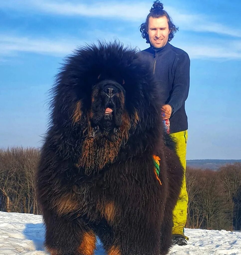 Самая большая цена. Тибетский мастиф. Тибетский мастиф и волкодав. Королевский тибетский мастиф. Тибетский мастиф гигантский исполин.