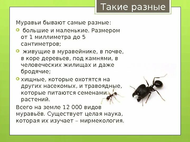 Несмотря на муравьиную склонность объединять свои усилия
