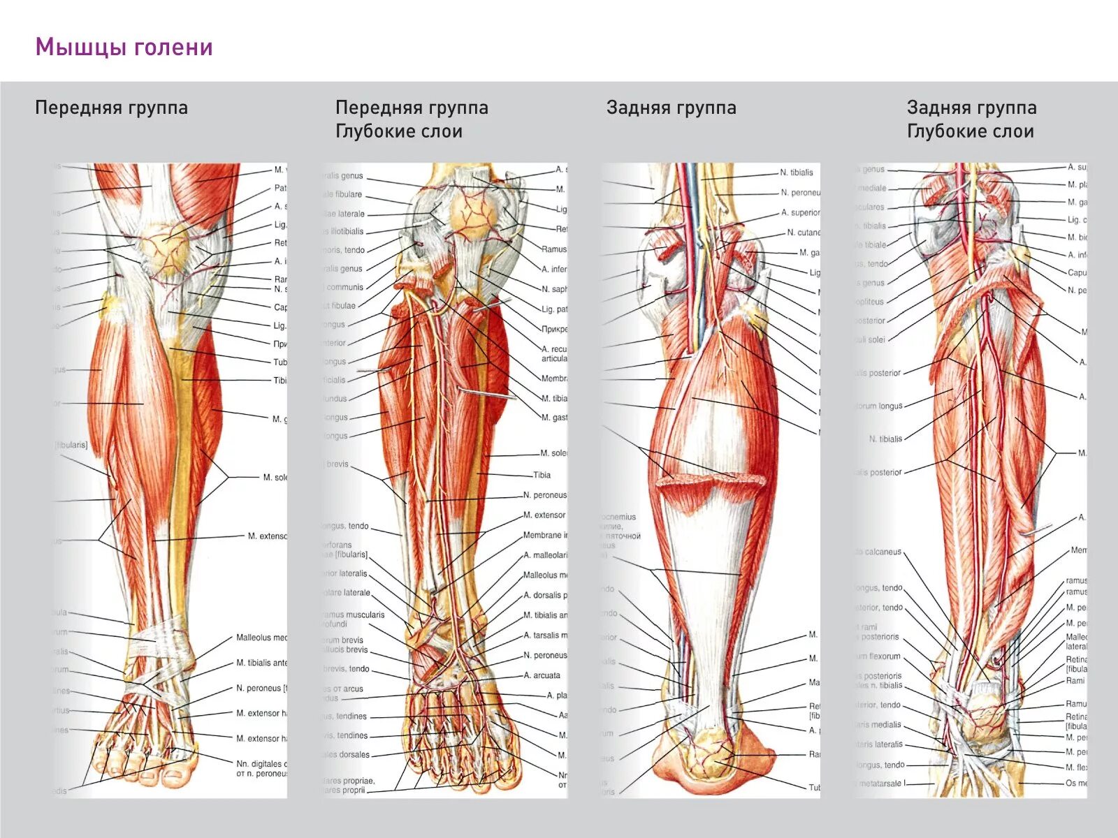 Ноет нога выше колена. Передняя большеберцовая мышца нерв. Мышцы голени передняя большеберцовая мышца болит. Болит передняя большеберцовая кость и мышца. Передние мышцы голени анатомия.