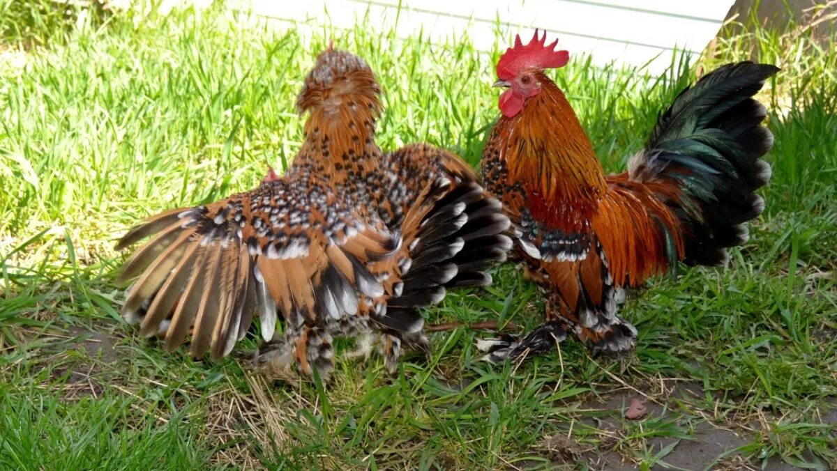 Belgian D’Uccle: Mille Fleur Variety, Egg Laying and More. Best egg laying chick
