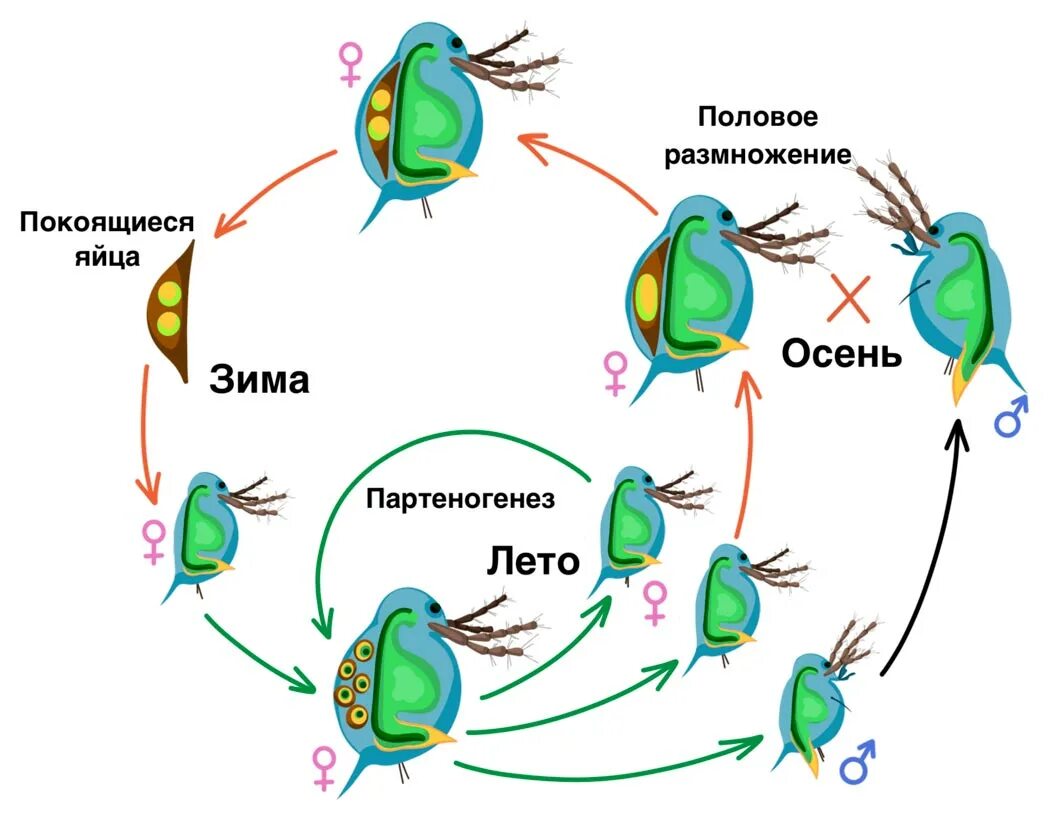 Партеногенез тип размножения. Дафнии размножение партеногенезом. партеногенез у дафний схема. жизненный цикл хламидомонады. партеногенез тли схема.