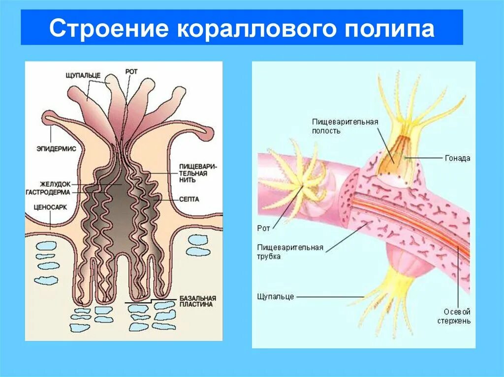 Что такое кишечная полость