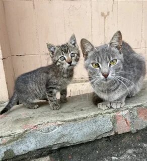 3 кота хоть