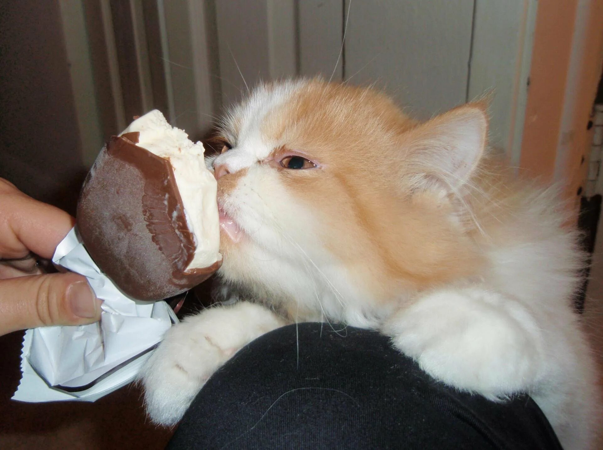 Мороженое и кот. Котенок с мороженым. Котенок мороженое. Кот ест мороженое. Коты мороженщик