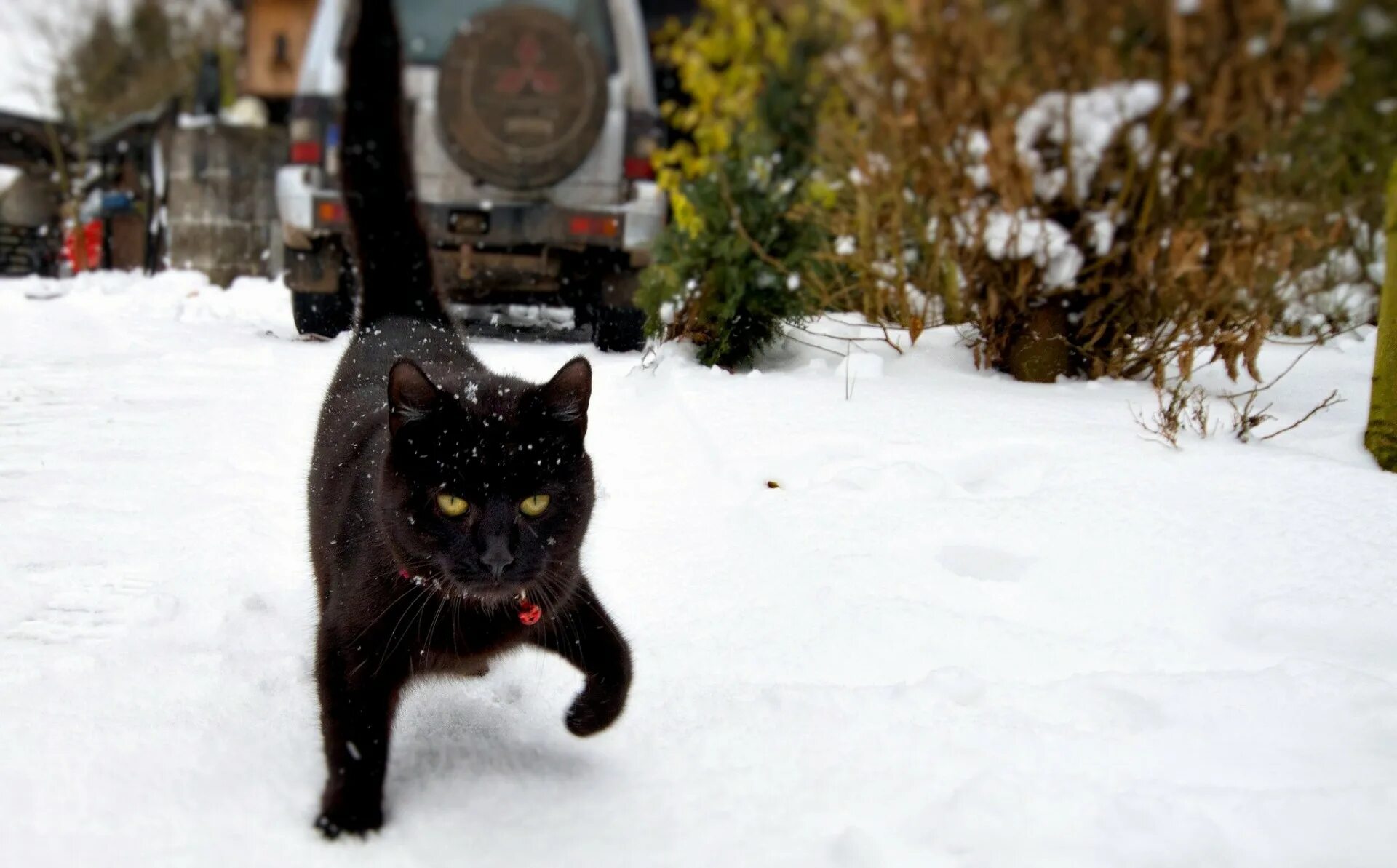 Кота ушел зимой. Чёрный кот. черная кошка зимой. черная кошка в снегу. черный кот зима.