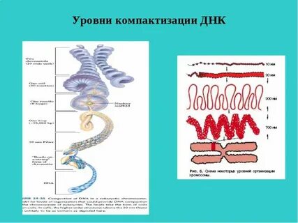 Уровни структурной организации хромосом