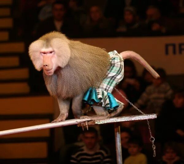Цирковая обезьянка. Дрессированная обезьяна. Цирковая мартышка. Обезьянка в одежде. Шимпанзе в цирке.