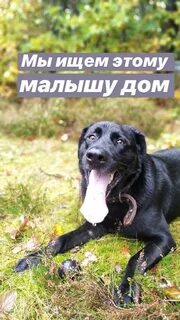 Потеряшки калининград