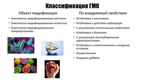 Применение генно модифицированных организмов