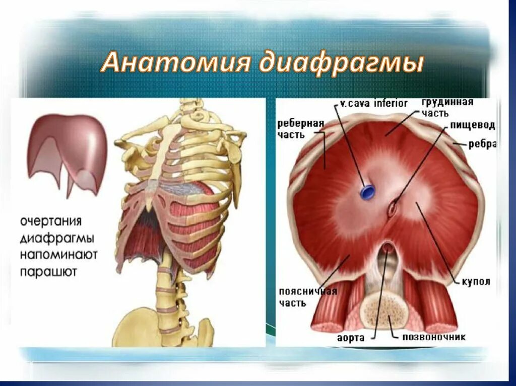 Выполняет функцию диафрагмы. Строение диафрагмы. Строение диафрагмы человека. Диафрагма анатомия мышцы. Грудобрюшная диафрагма анатомия.