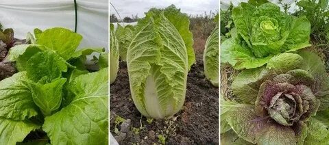 Где сажать пекинскую капусту