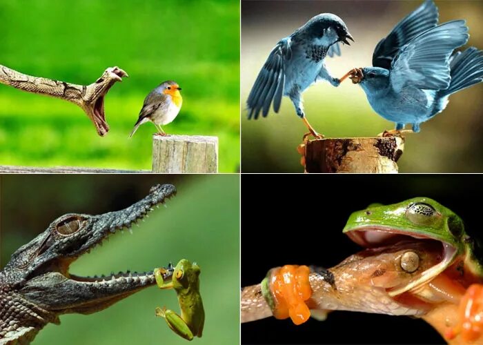 Рептилии и птицы. Пресмыкающиеся птицы. Птицы и рептилии схожи. Коллаж с рептилиями и птицами.