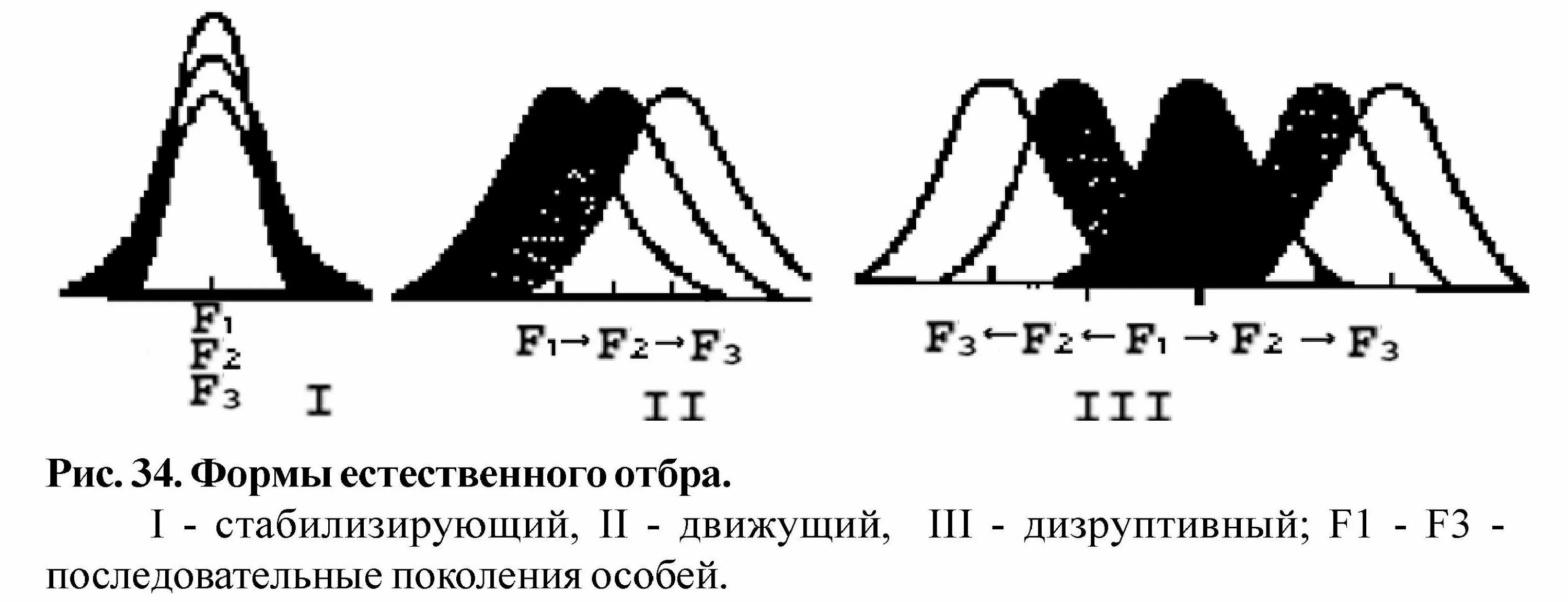 Какую форму отбора иллюстрирует данный рисунок. Движущий отбор стабилизирующий отбор дизруптивный отбор. Естественный отбор стабилизирующий движущий дизруптивный. Стабилизирующая форма естественного отбора график. Движущая стабилизирующая и дизруптивная форма естественного отбора.