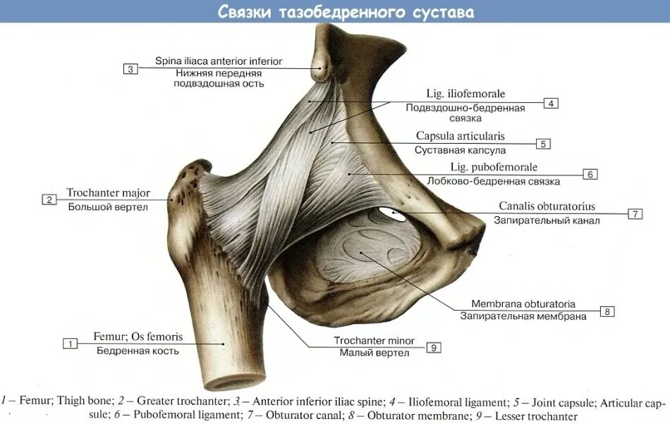 Суставная латынь
