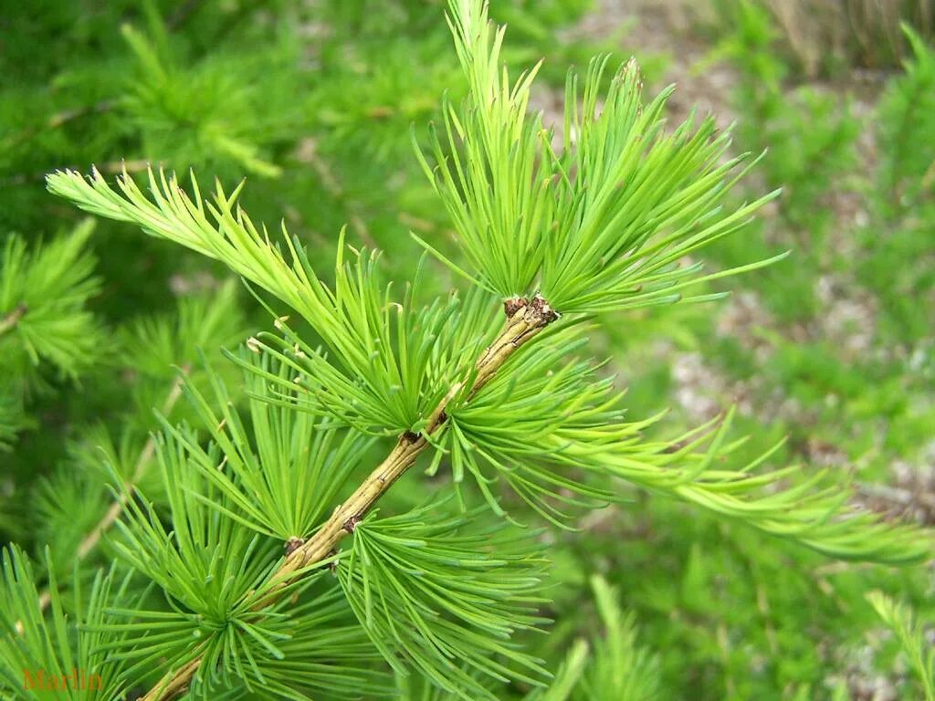 Лиственница Сибирская эвоинки. Лиственница Сибирская Larix sibirica. Дерево лиственница с хвоинкой. Лиственница европейская хвоинки.