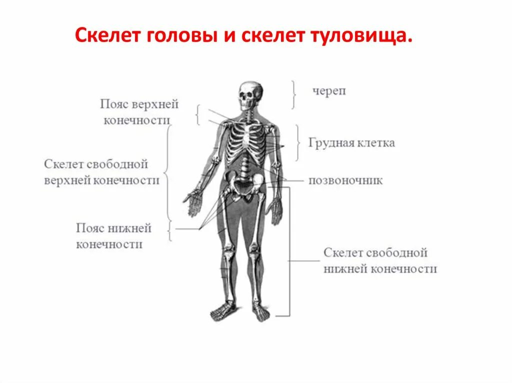 Отделы скелета конечностей. Скелет головы скелет туловища скелет верхней и нижней конечностей. Отделы тела конечности пояса конечностей.