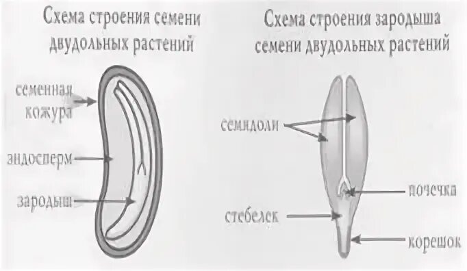 Сходства и различия в строении семян