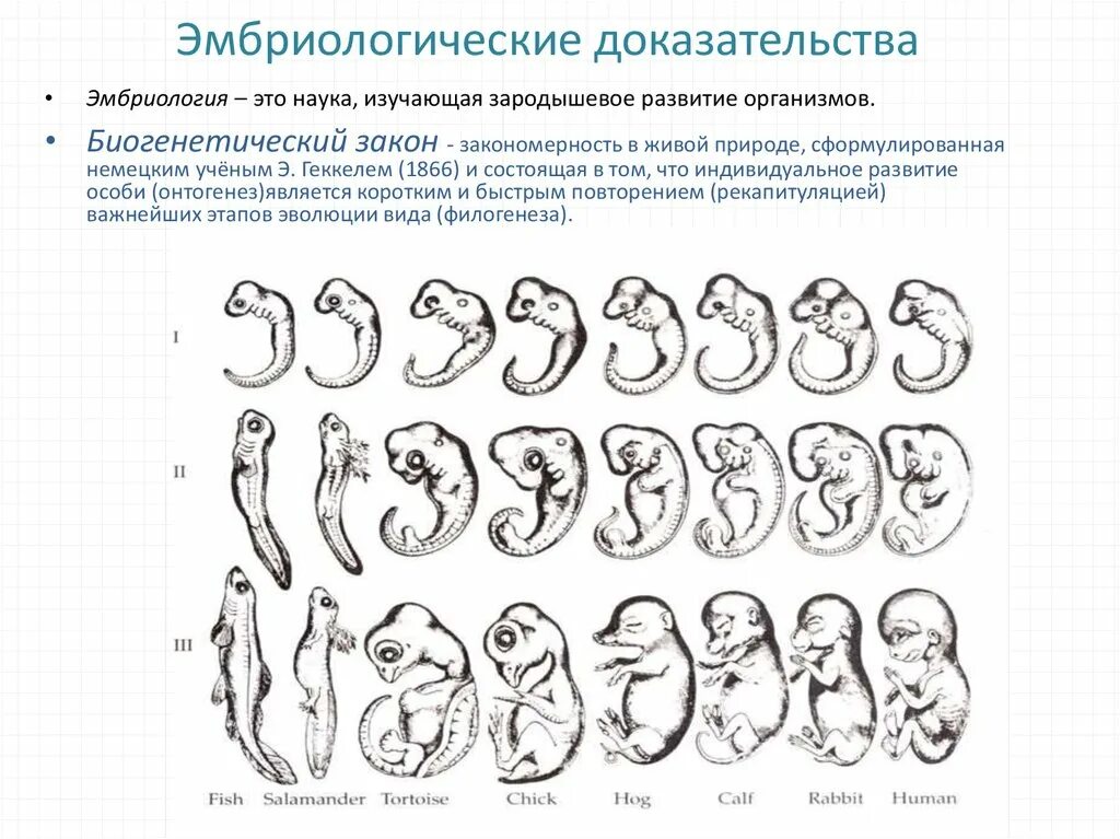 Эмбриологические доказательства эволюции. Эмбриологические доказательства биогенетический закон. Эмбриологические доказательства сходства зародышей. Доказательства эволюции эмбриологические доказательства.