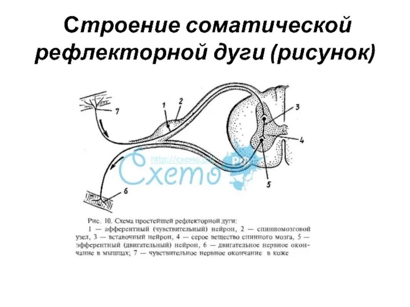 Строение рефлекторной дуги анализатора. Трехнейронная рефлекторная дуга. Вегетативная рефлекторная дуга схема. Строение рефлекторной дуги.