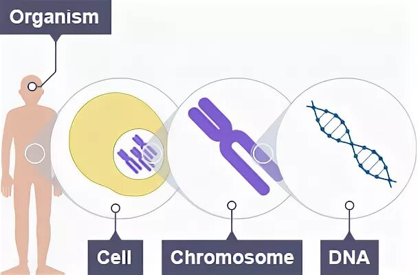 Each cell