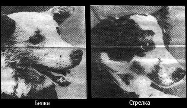 Первое живое существо совершившее орбитальный. Белка и стрелка 1960. В 1960 году в космос полетели белка и стрелка,. Полёт собак в космос белки и стрелки 19 августа 1960. Стрелка собака космонавт.