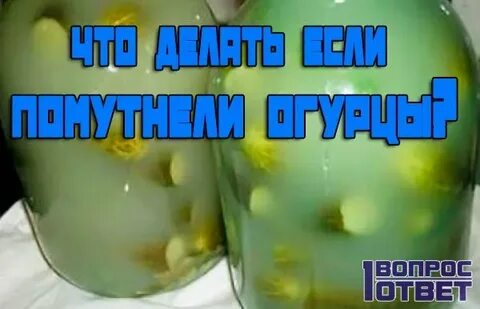 Почему взорвался кабачок
