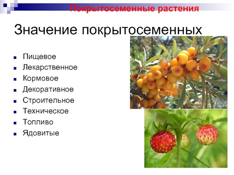 Какое значение покрытосеменных. Покрытосеменные растения. значение покрытосеменных. покрытосеменные растения примеры. растения относящиеся к покрытосемеынми.