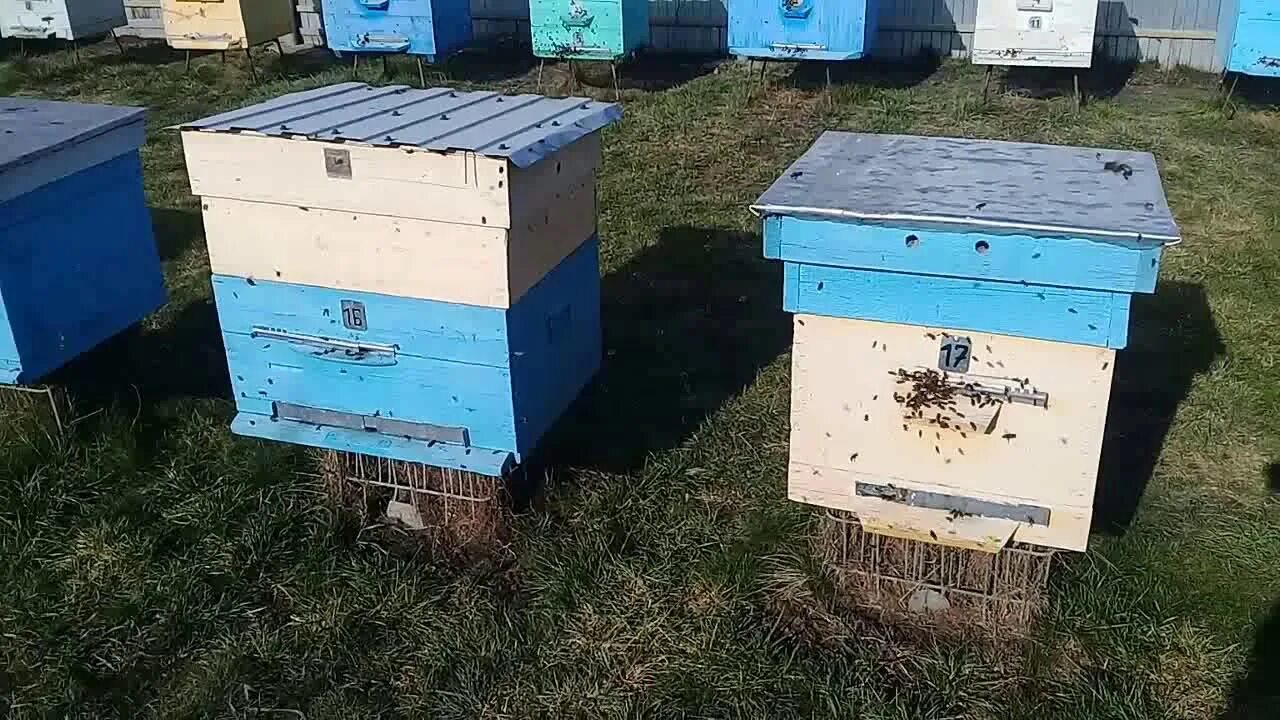 Пчелы после облета