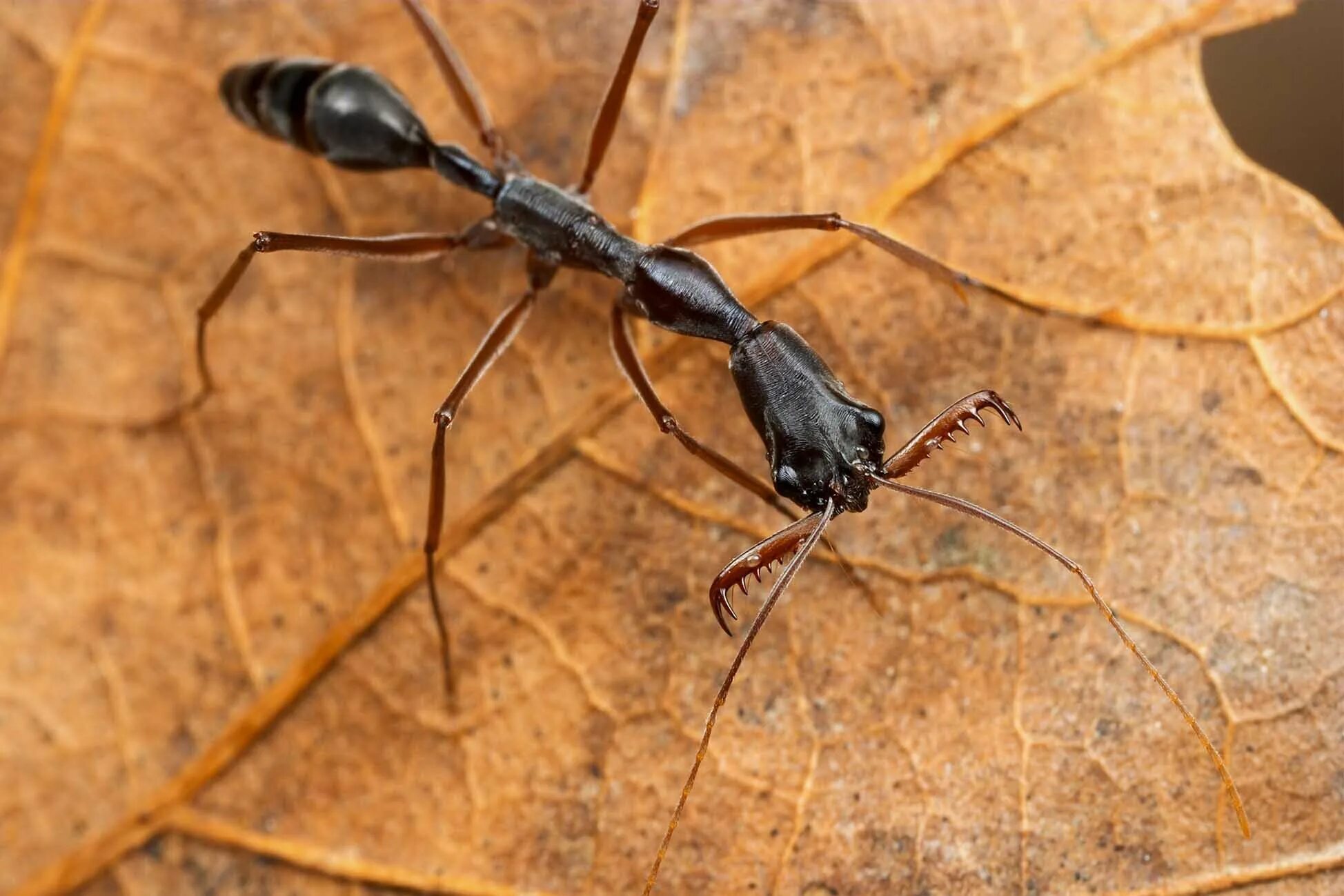 Муравей рыжий отряд перепончатокрылые. Необычные муравьи. Эцитоны бурчелли. Красивый муравей. Мощный муравей.