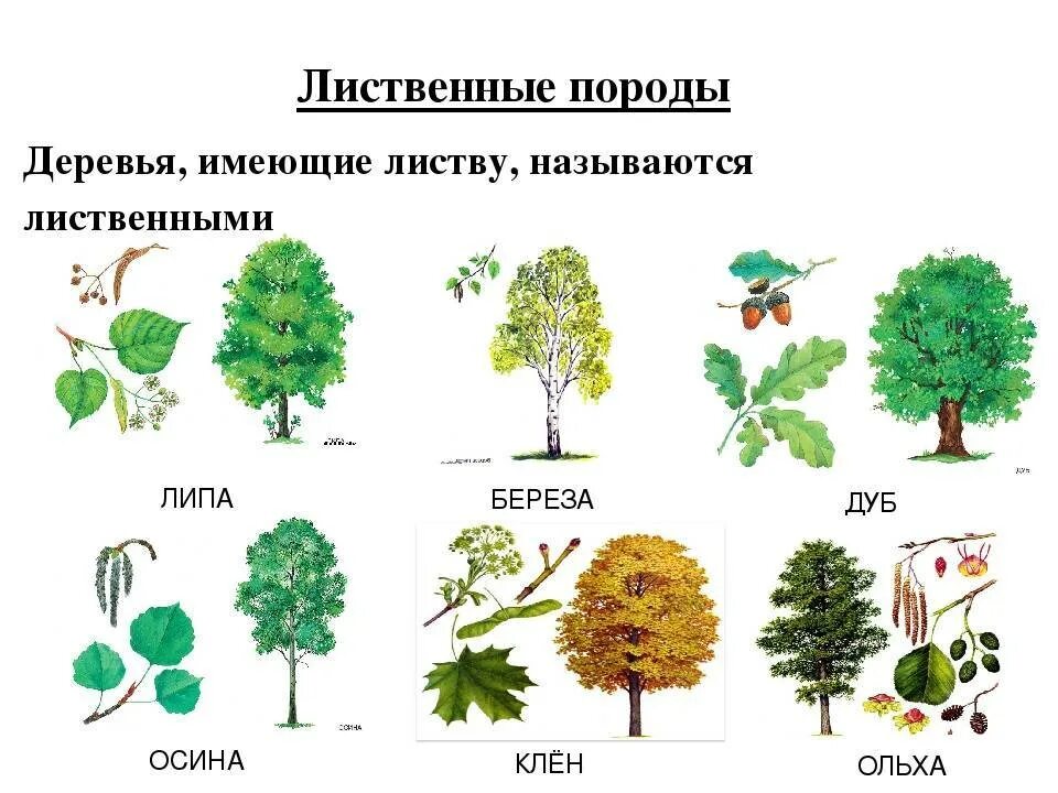 Какая порода деревьев лучше. Лиственные деревья. Лиственные деревья названия. Лиственные породы деревьев. Лиственные деревья названия с картинками.