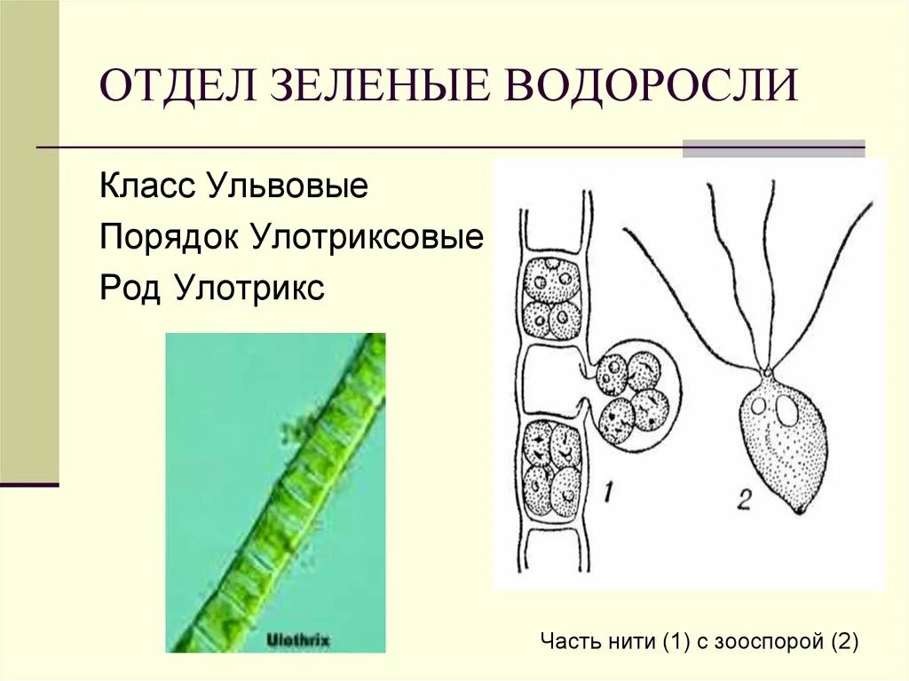 2 строение водорослей. Отдел цианобактерии сине-зеленые водоросли. Зооспоры цианобактерии. Отдел зеленые водоросли строение. Улотрикс цианобактерия.