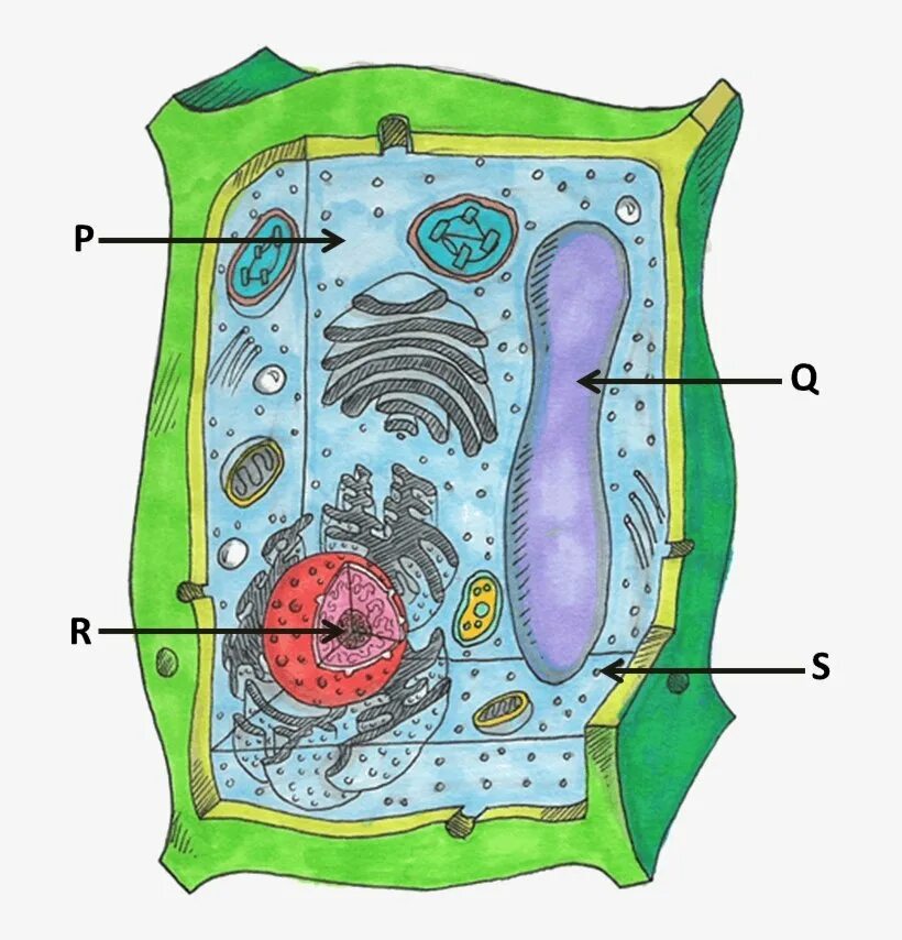 Живые клетки растений. Строение растительной клетки рисунок. Клетка растения рисунок биология. Растительная клетка растения.