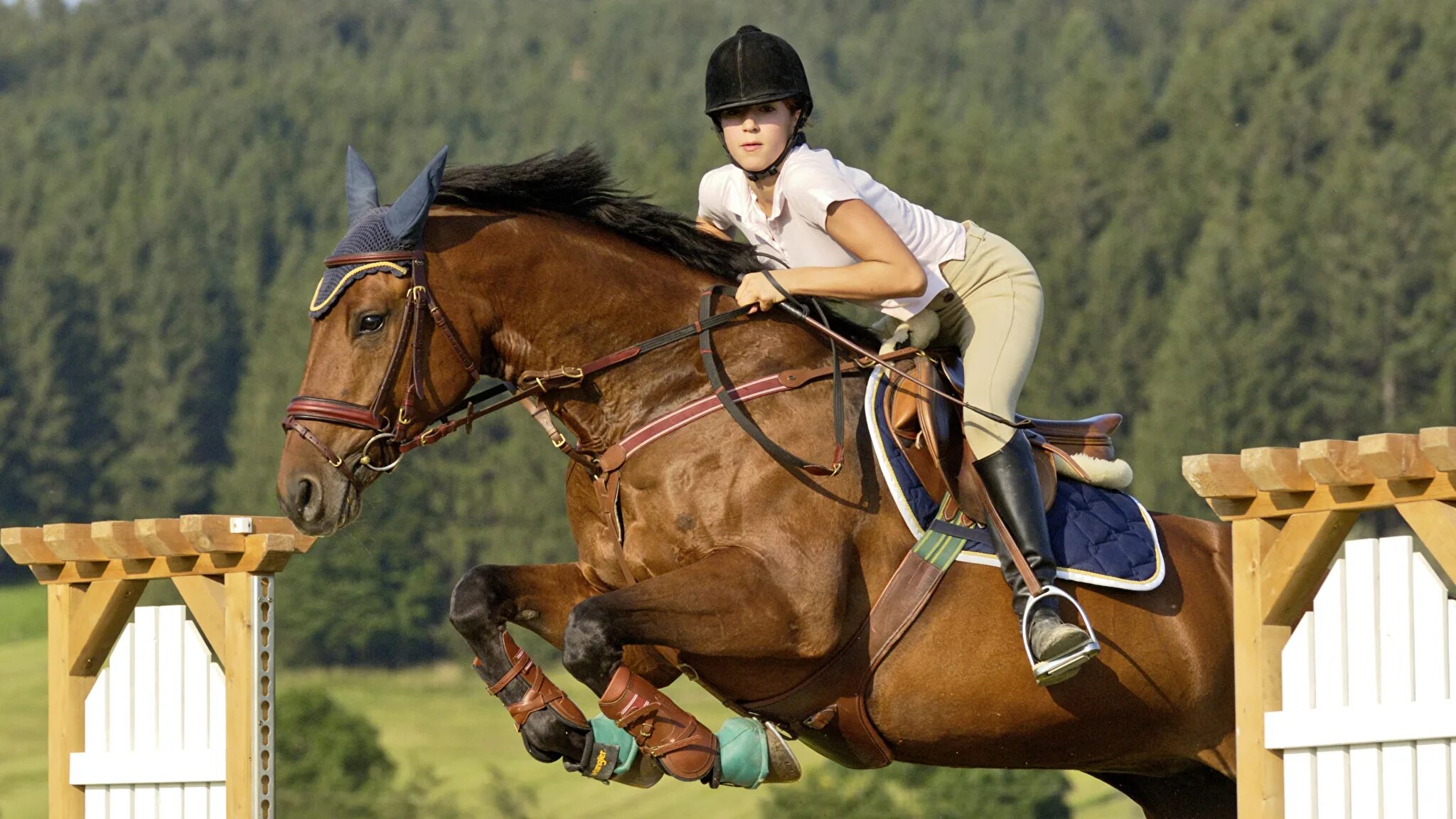 Horse sport. Конный спорт. Верховая езда спорт. Лошади конный спорт. Верховая езда на лошади.