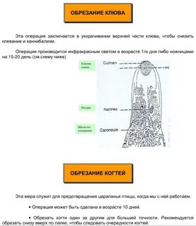 Чем полезно обрезание