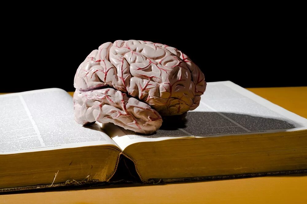 Мозгу нужно время. Книга мозг. Мозг с книжкой. Картинка мозг с книжкой.
