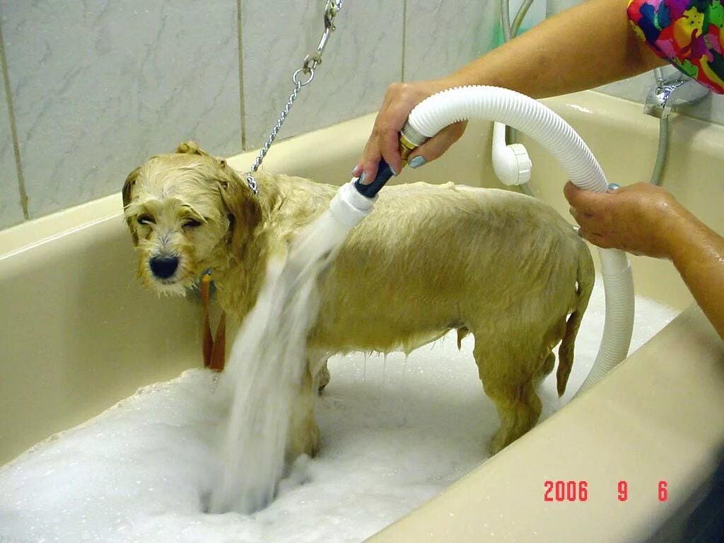 Купать животных