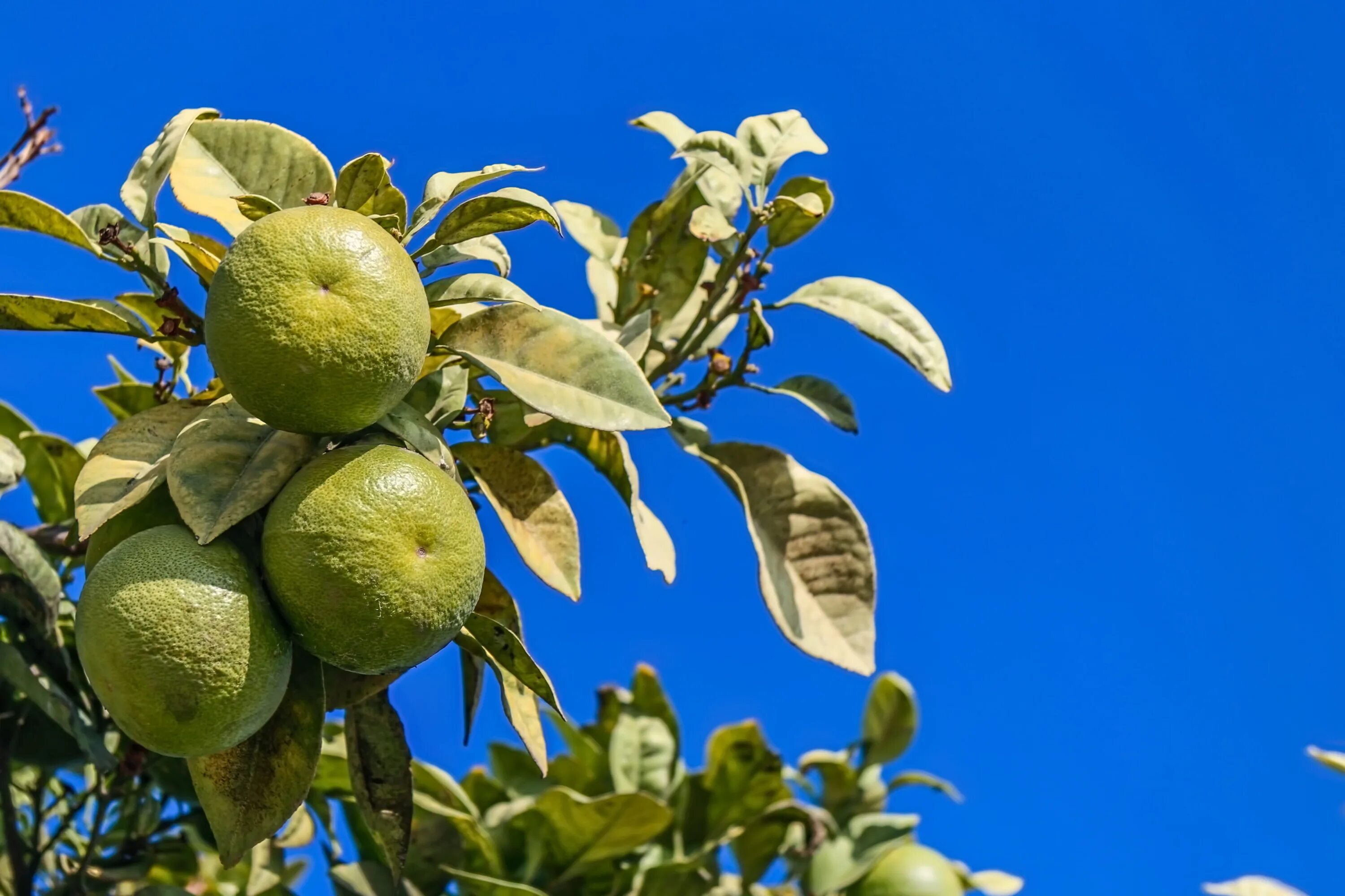 Green apelsin на небесах. Померанец зеленый фрукт. Апельсины на дереве зеленые. Фрукты на природе. Синий фрукт.