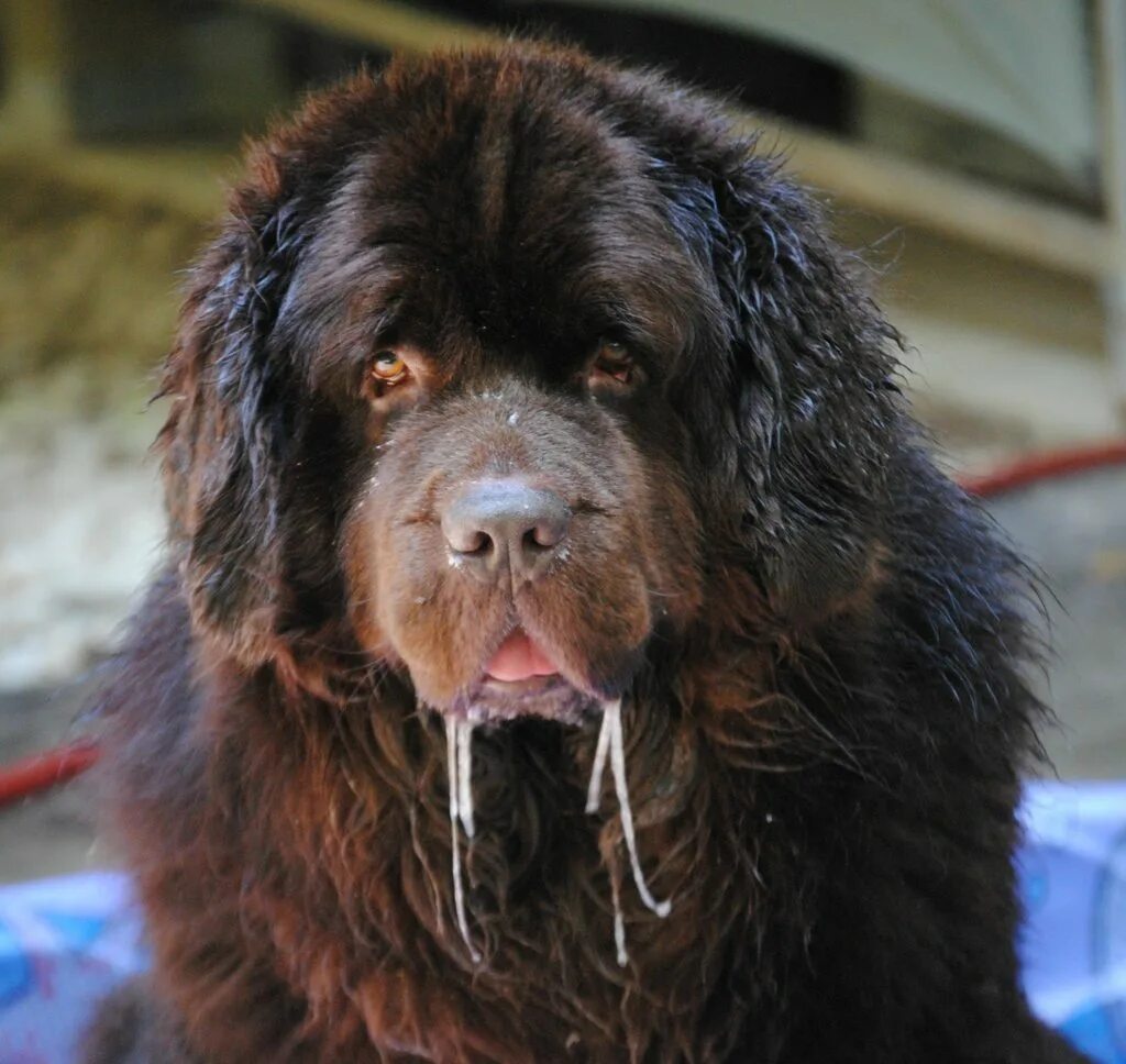 Шарпей слюнявый. Соьака которая аускаеть моюни. Морда собаки. Бегут слюни у собаки. Бульмастиф слюни.