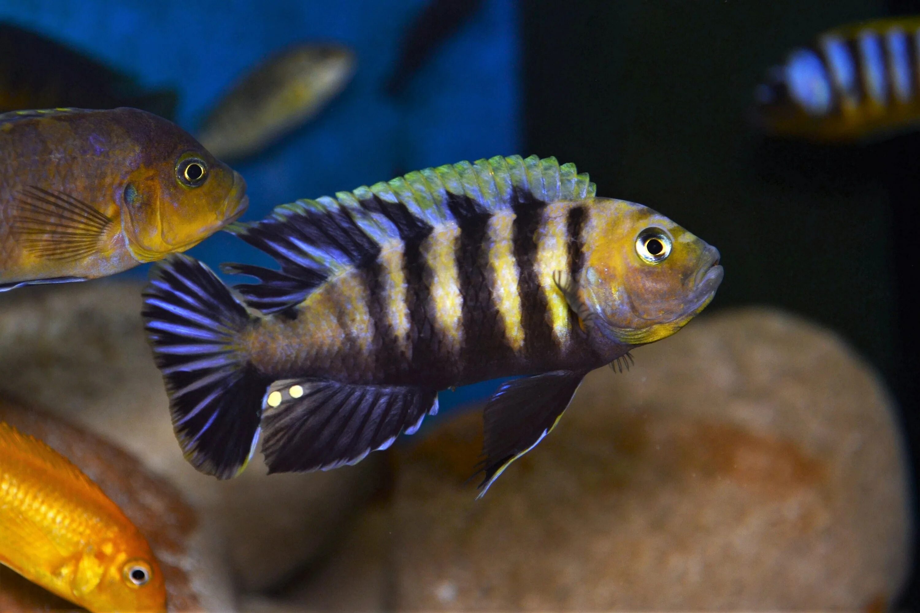 Цихлид. Акара тигровая цихлиды. Цихлиды аквариумные. Африканские малавийские цихлиды. Аулонокара мамелела.